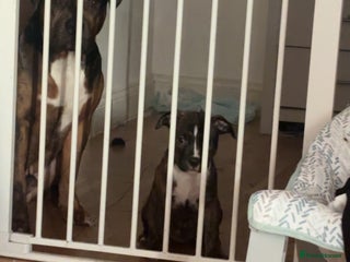 American Bully dogs American bully - Advert 1