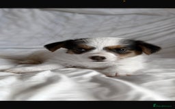 Jack Russell dogs for sale: Mini Jack Russell Terrier puppy - Image 1