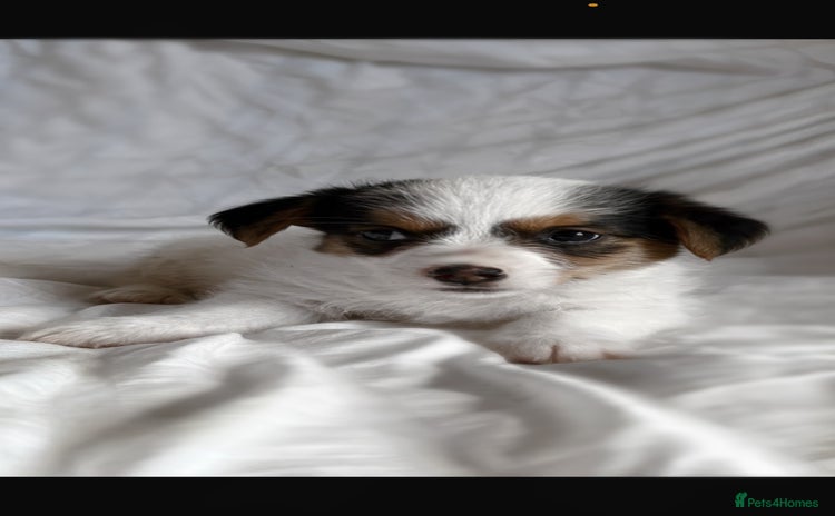 Jack Russell dogs - Advert 5