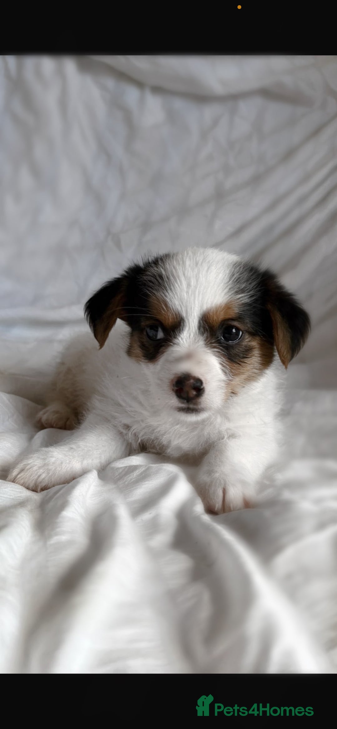 Jack Russell dogs for sale: Mini Jack Russell Terrier puppy - Image 1
