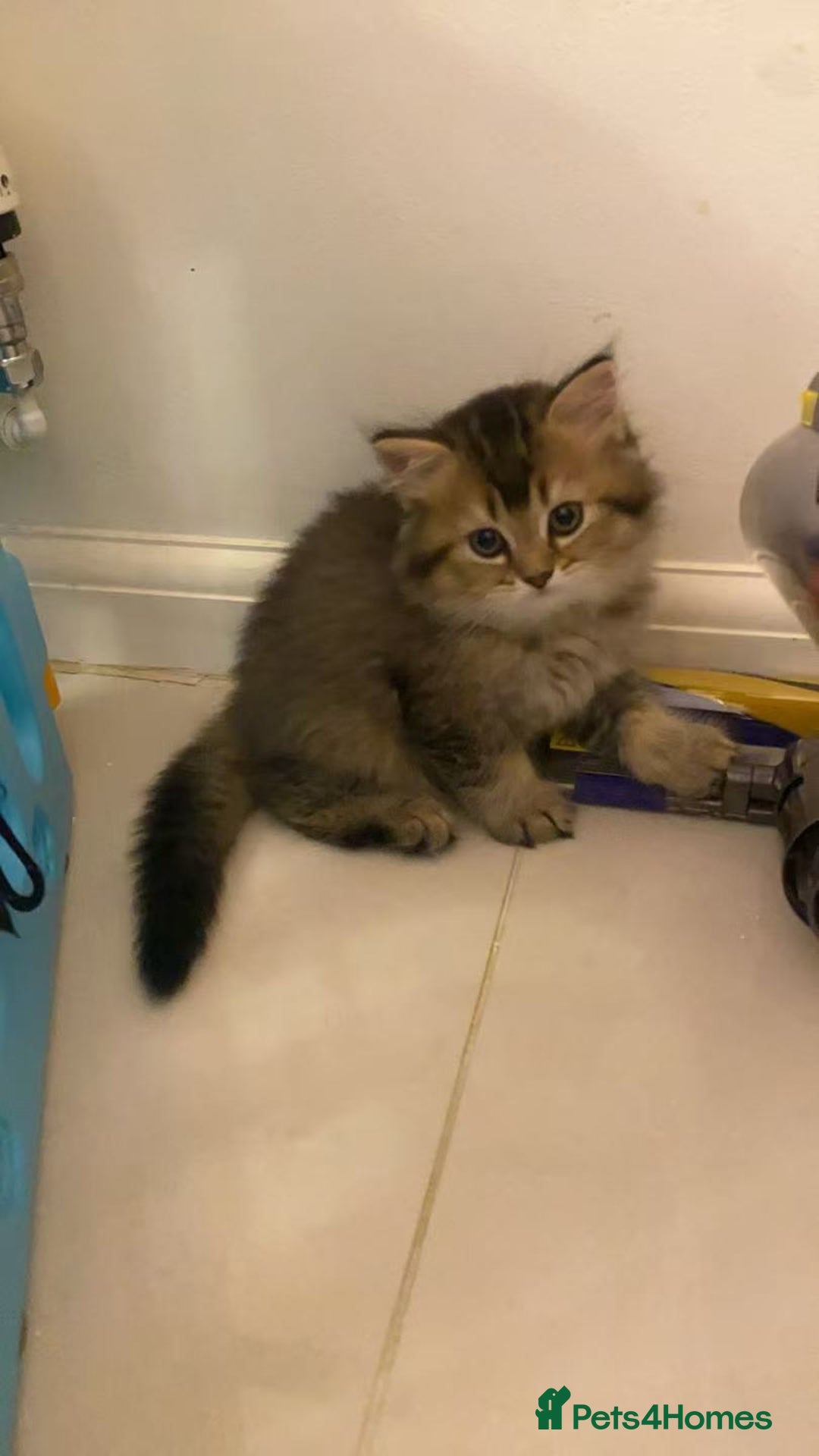 Scottish Fold cats for sale: Stunning Scottish fold kittens are ready - Advert 18