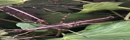 Stick Insects invertebrates for sale: Sunny stick insects (Free) - Advert 5