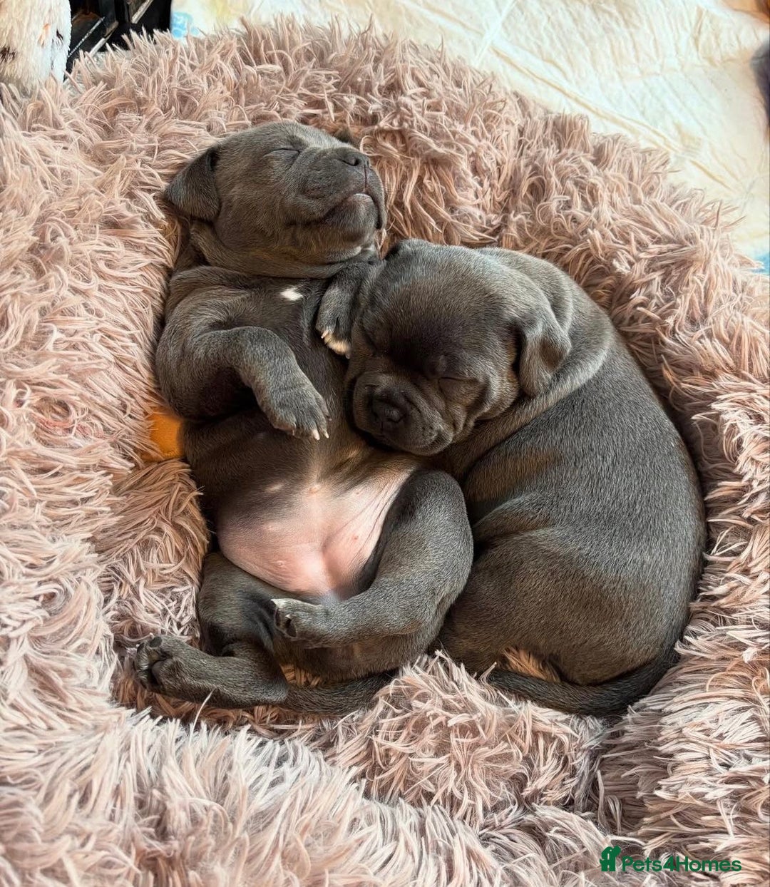 Staffordshire Bull Terrier dogs for sale: KC blue Staffordshire bull terrier puppies  - Advert 21