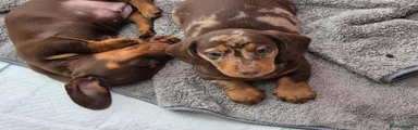 Miniature Dachshund 4
