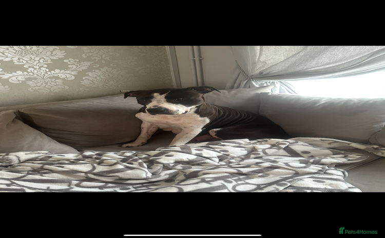 Staffordshire Bull Terrier dogs - Advert 1