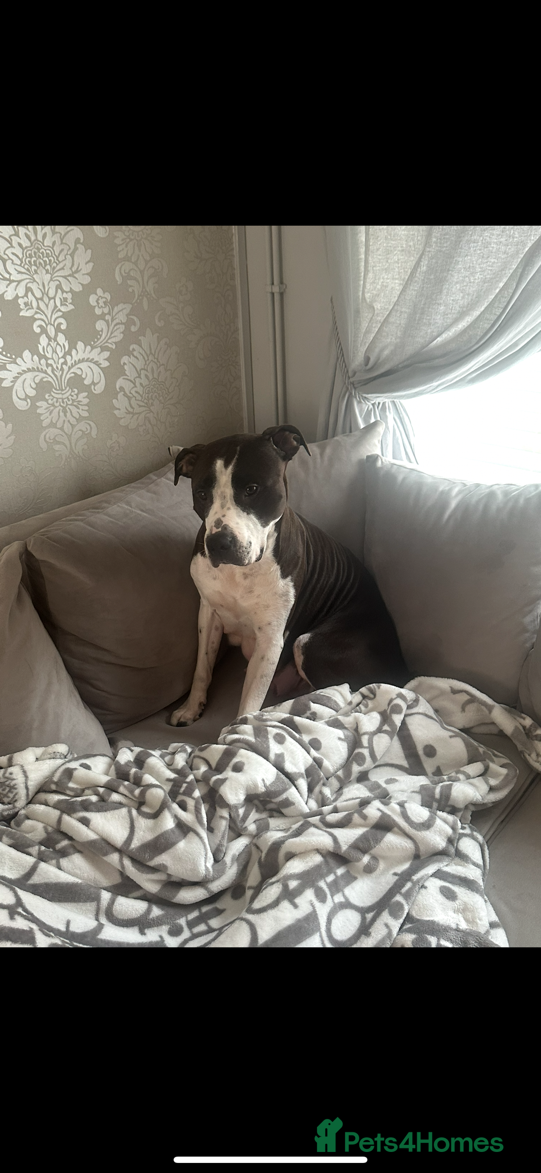 Staffordshire Bull Terrier dogs for sale: Chunky Staffordshire bull terrier puppies for sale - Image 1