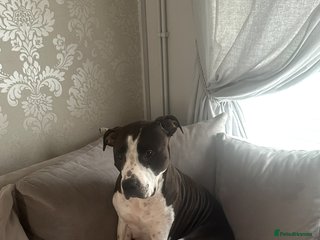 Staffordshire Bull Terrier dogs - Advert 4