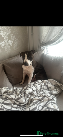 Staffordshire Bull Terrier dogs - Advert 1