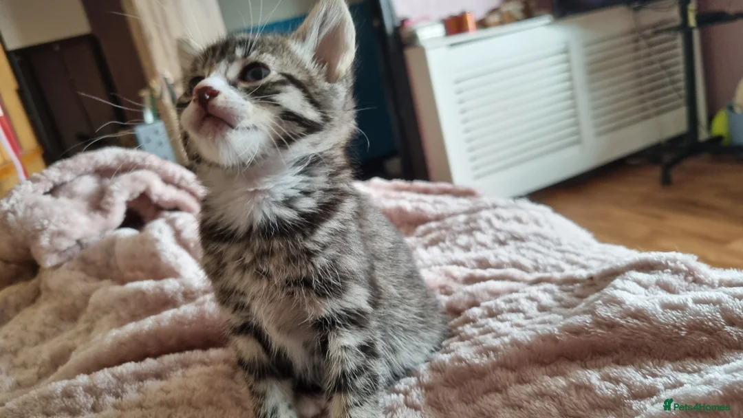 Mixed Breed cats for sale: Bengal mother. Father tabby with maincoon kittens  in Sanquhar - Advert 4