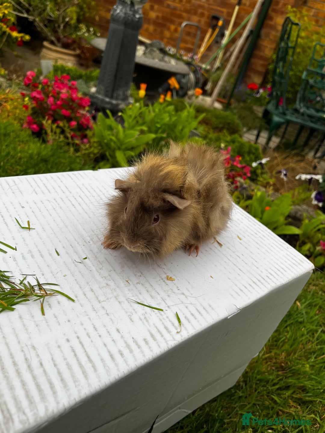 Guinea Pig rodents for sale: Baby boars  - Image 2