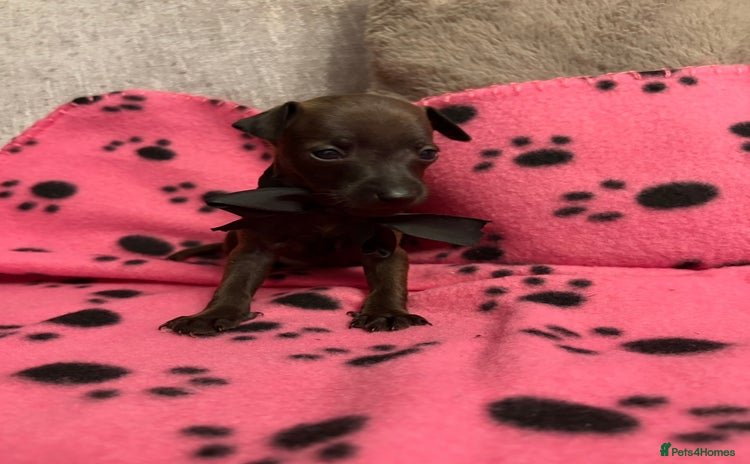 Italian Greyhound dogs - Advert 1