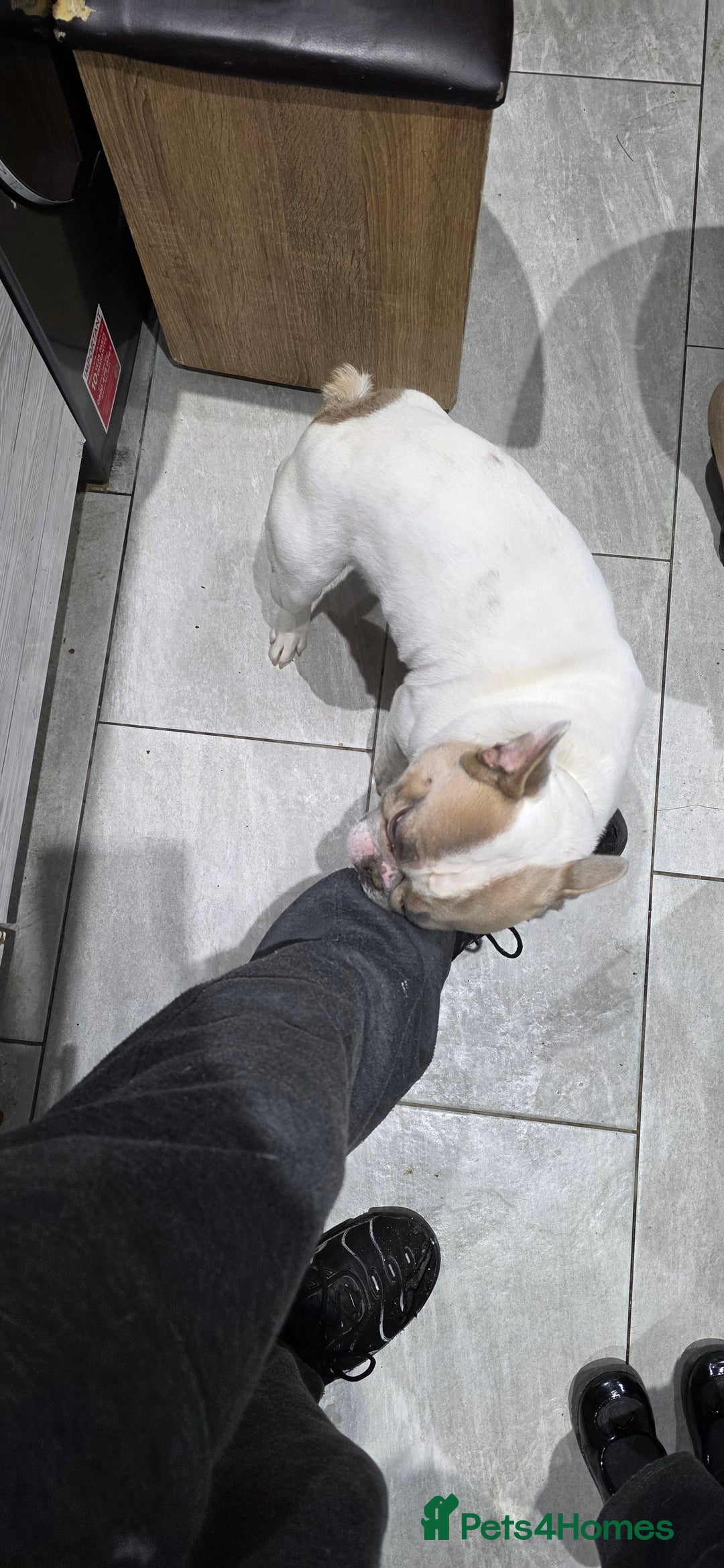 French Bulldog dogs for sale: French bulldog - Advert 1