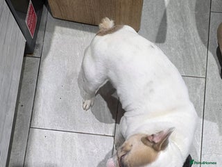 French Bulldog dogs French bulldog - Advert 1