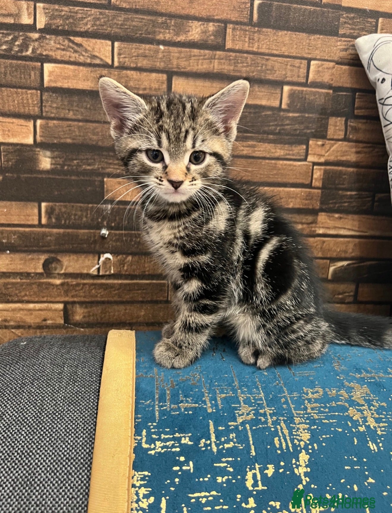 Domestic Shorthair cats Tabby female kitten. DOB- 30/06/26 - Advert 1