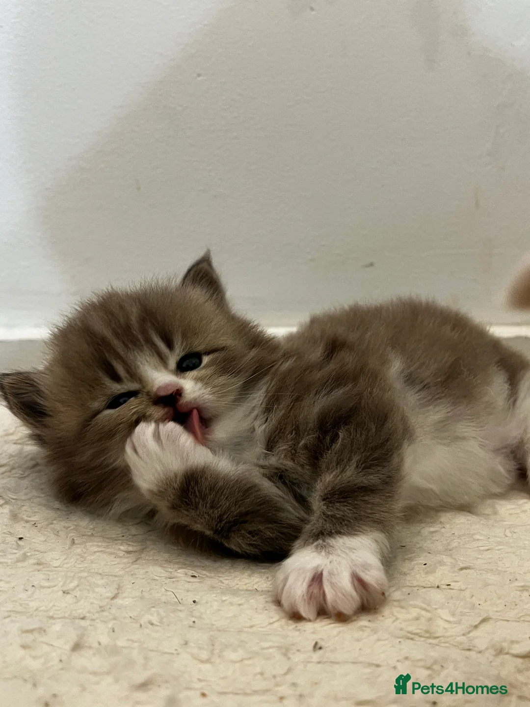 Mixed Breed cats for sale: [Two Kittens] Mainecoon x Turkish Angora Kittens  - Advert 7