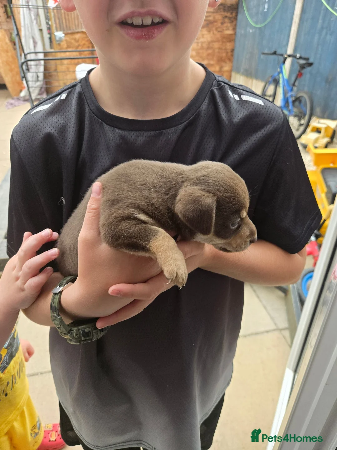Jack Russell dogs for sale: Stunning jack russell boy  - Advert 2