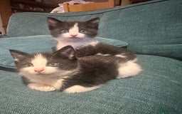 British Shorthair cats for sale: Beautiful tuxedo kittens - Image 6