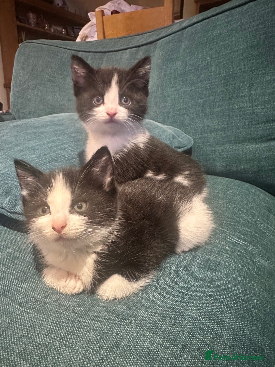 British Shorthair cats for sale: Beautiful tuxedo kittens - Image 6
