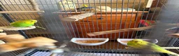 Budgerigars birds for sale: 2 Budgies and their full cage  - Advert 4