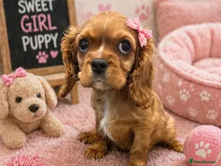 Cavalier King Charles Spaniel dogs DNA 🧬 CLEAR CAVALIER KING CHARLES PUPPIES - Advert 16