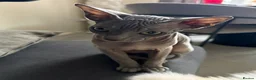 Sphynx cats for sale: Sphynx girls for sale  - Advert 6