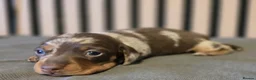 Miniature Dachshund dogs for sale: Pedigree miniature Dachshund baby girls - Advert 19