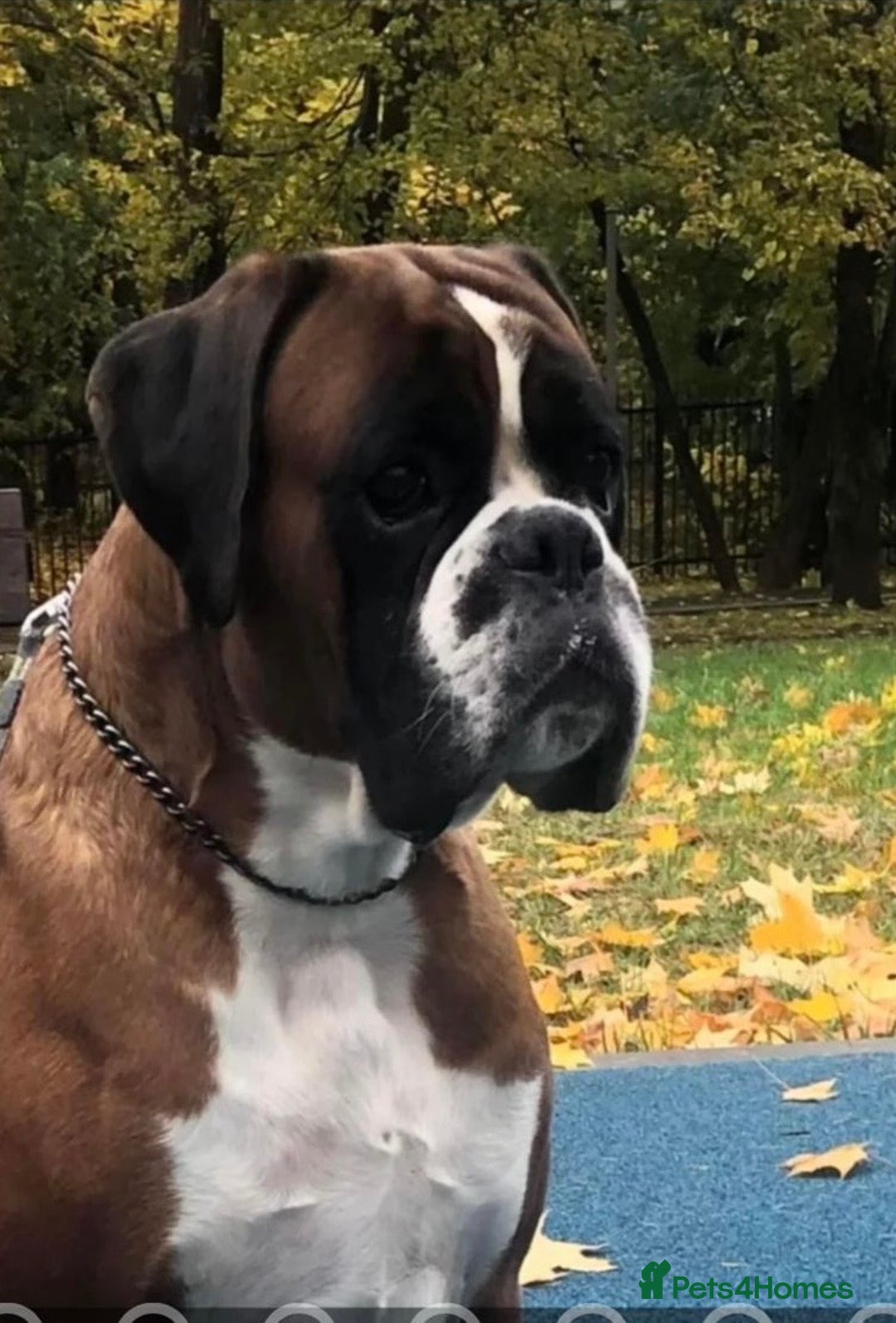 Boxer dogs for sale: Adorable BOXER puppies - Advert 4