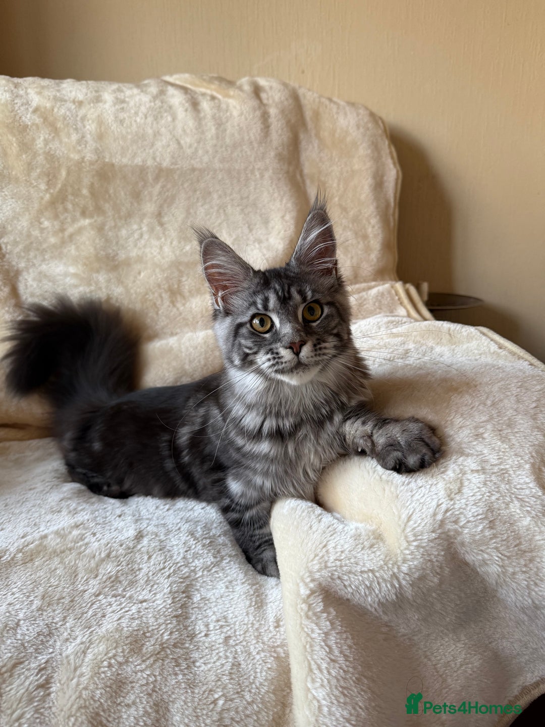 Maine Coon cats for sale: Pedigree GCCF Russian Import line Maine Coons - Advert 17