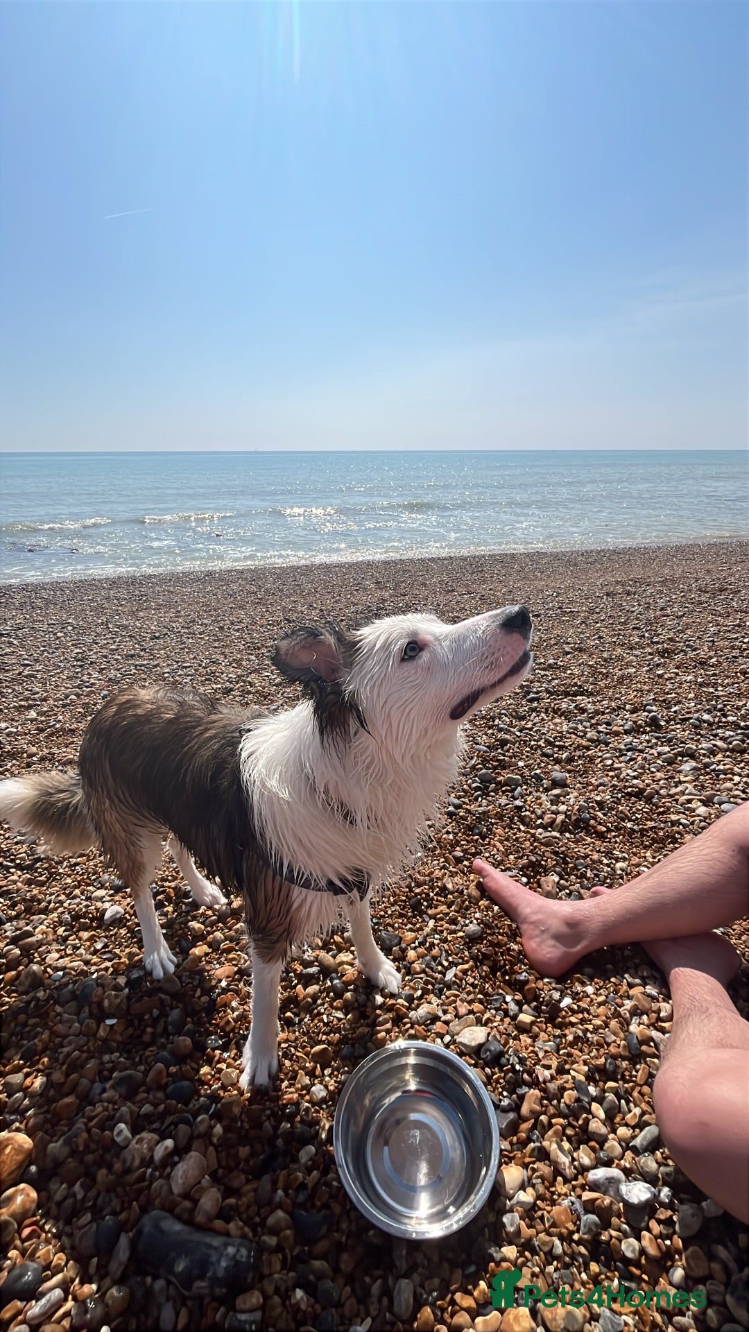 Border Collie dogs for stud: Gorgeous sable border collie for stud - Advert 2
