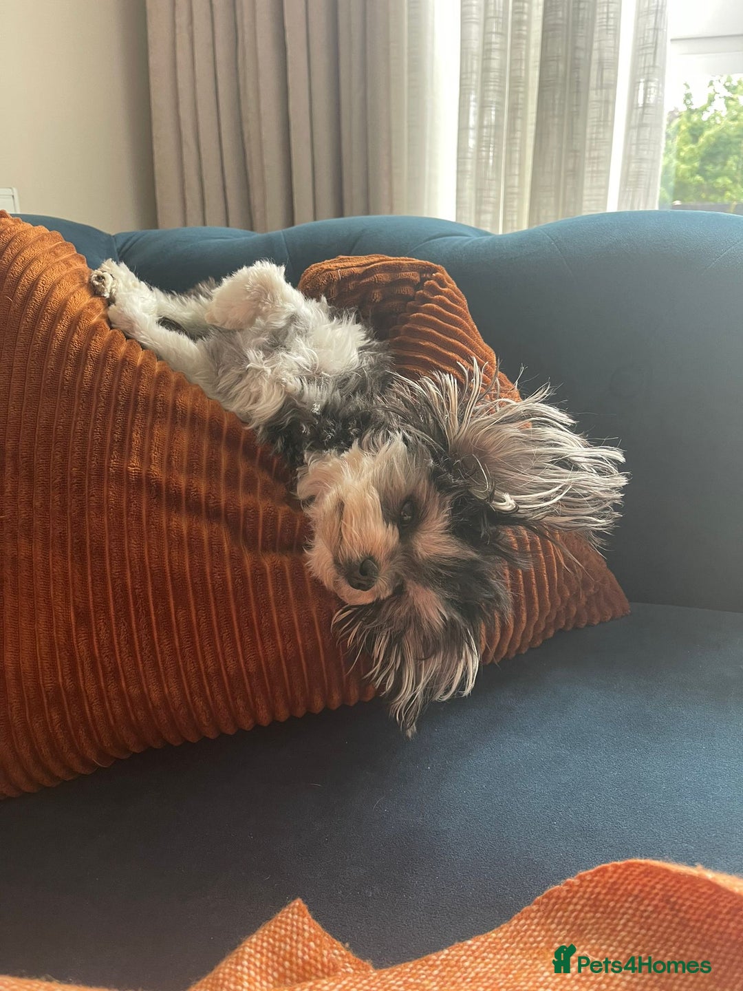 Mixed Breed dogs for sale: Maltese x Russian Toy Girl - 18 months - Image 5