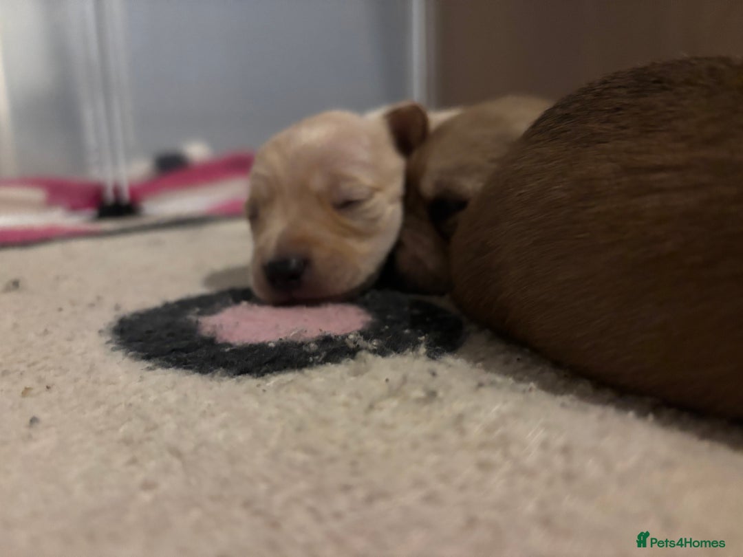 Mixed Breed dogs for sale: Gorgeous little puppies boys and girls - Advert 7