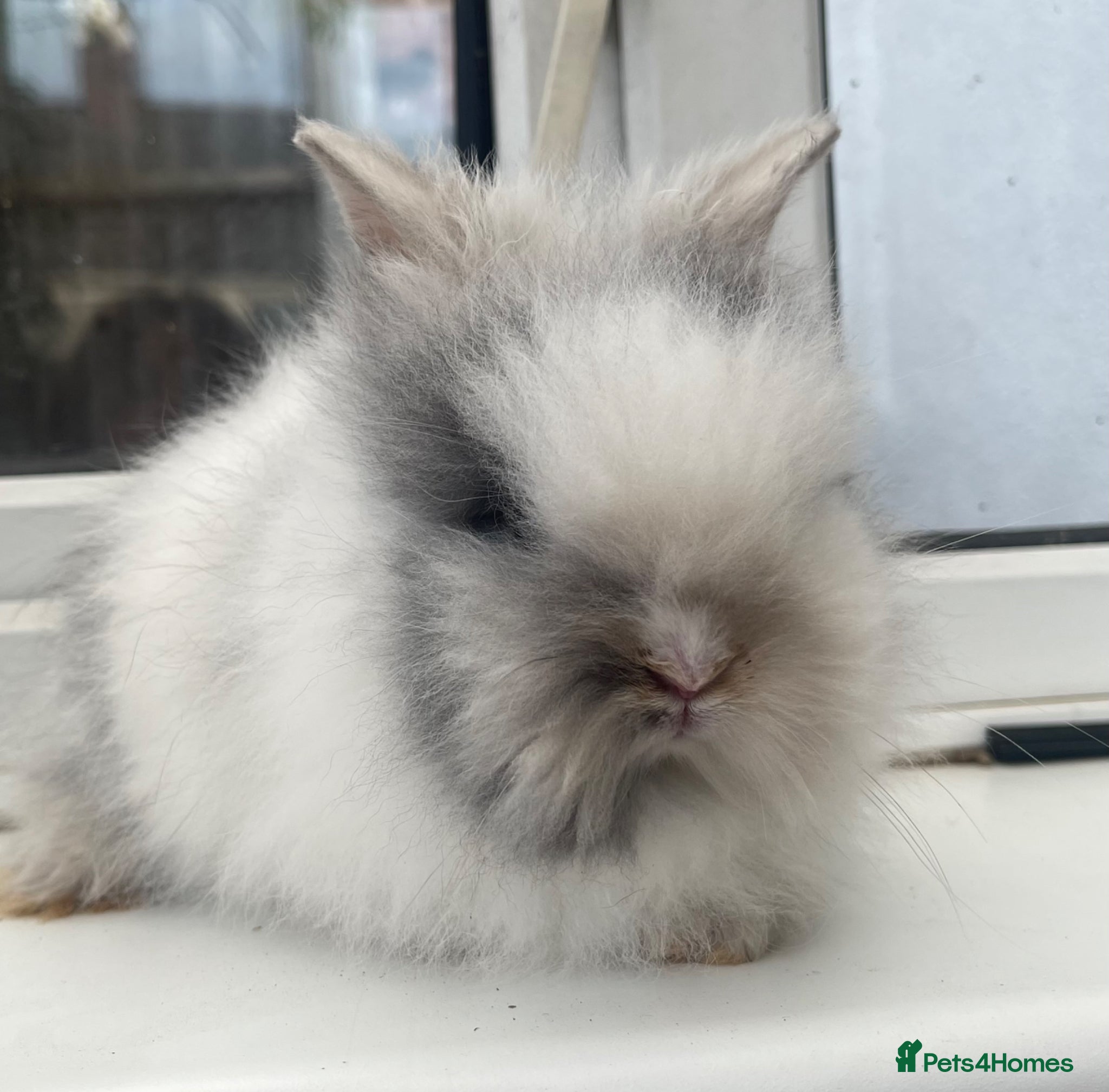 Lionhead rabbits for sale: Beautiful purebred double maned baby bunnies 🐰  - Advert 4