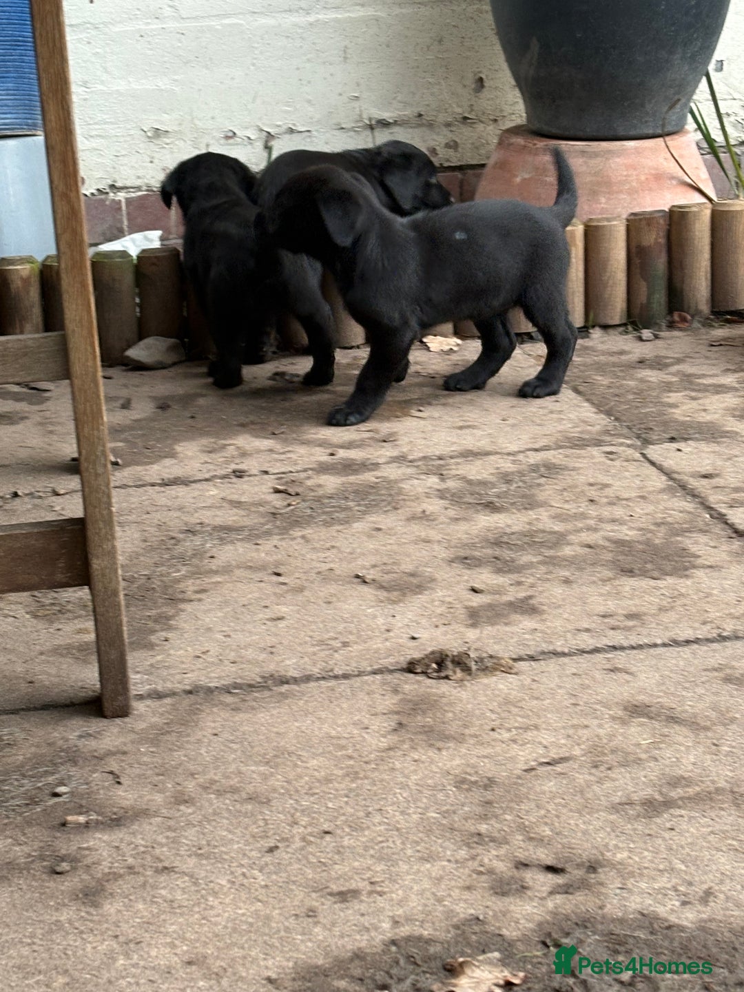 Labrador Retriever dogs for sale: Labrador girl’s ready now  - Advert 18