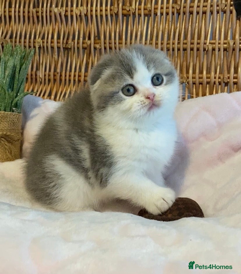 Scottish Fold cats 🧸😻CHAMPION LINE TICA REG SCOTTISH/BSH😻🧸 - Advert 2