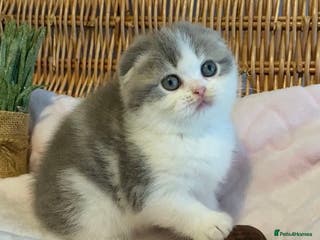 Scottish Fold cats 🧸😻CHAMPION LINE TICA REG SCOTTISH/BSH😻🧸 - Advert 1