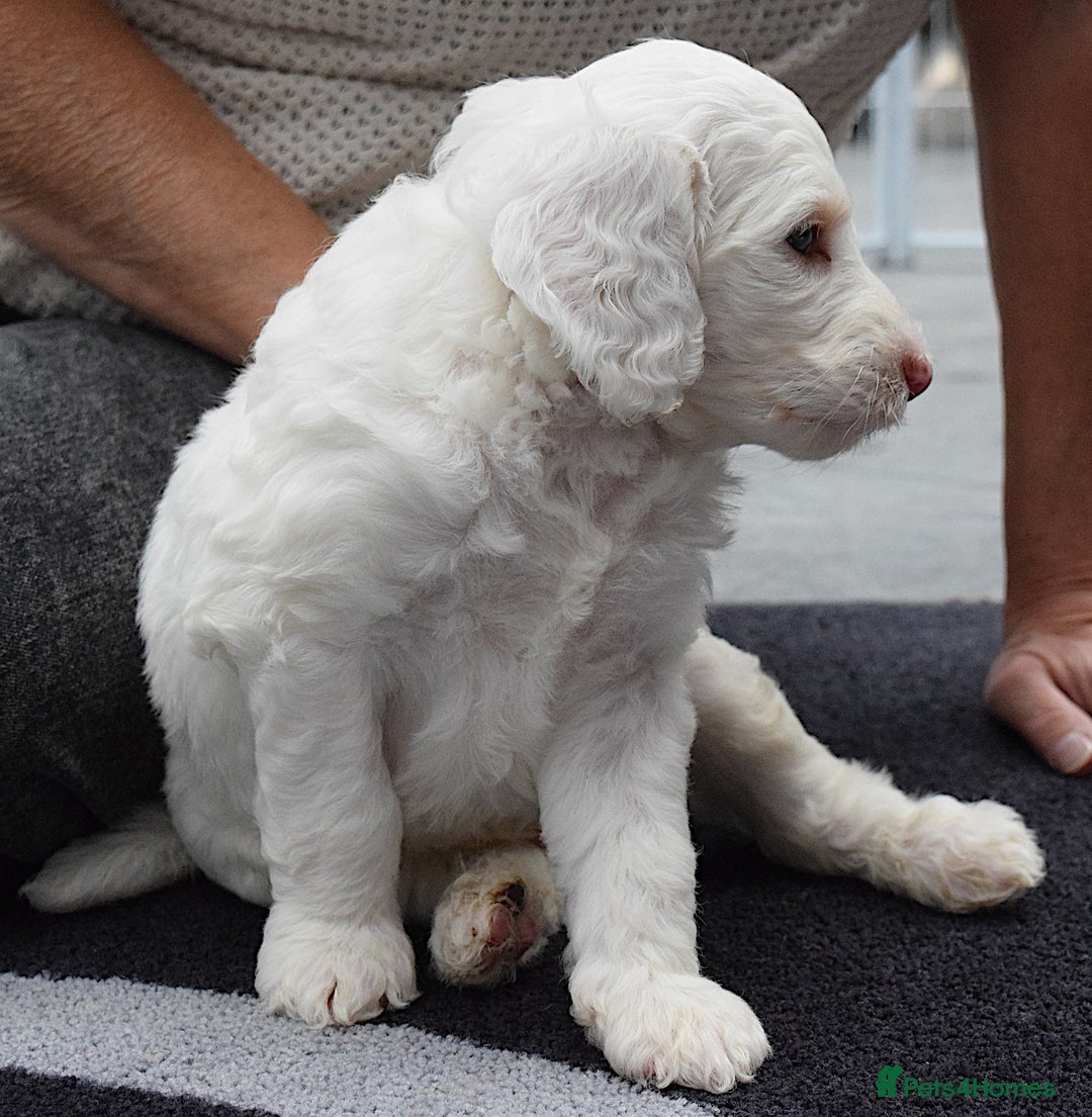 Double Doodle dogs for sale: Stunning litter standard golden doodles - Image 3