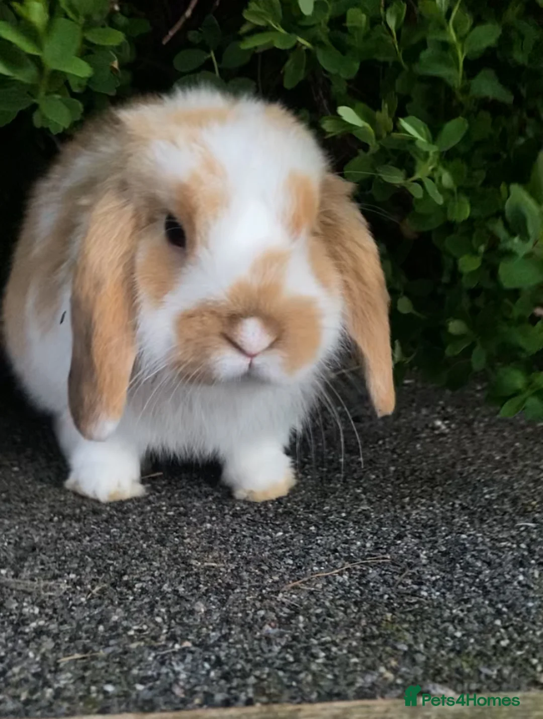 Mini Lop rabbits for sale: Mini Lop baby bunnies  - Advert 4