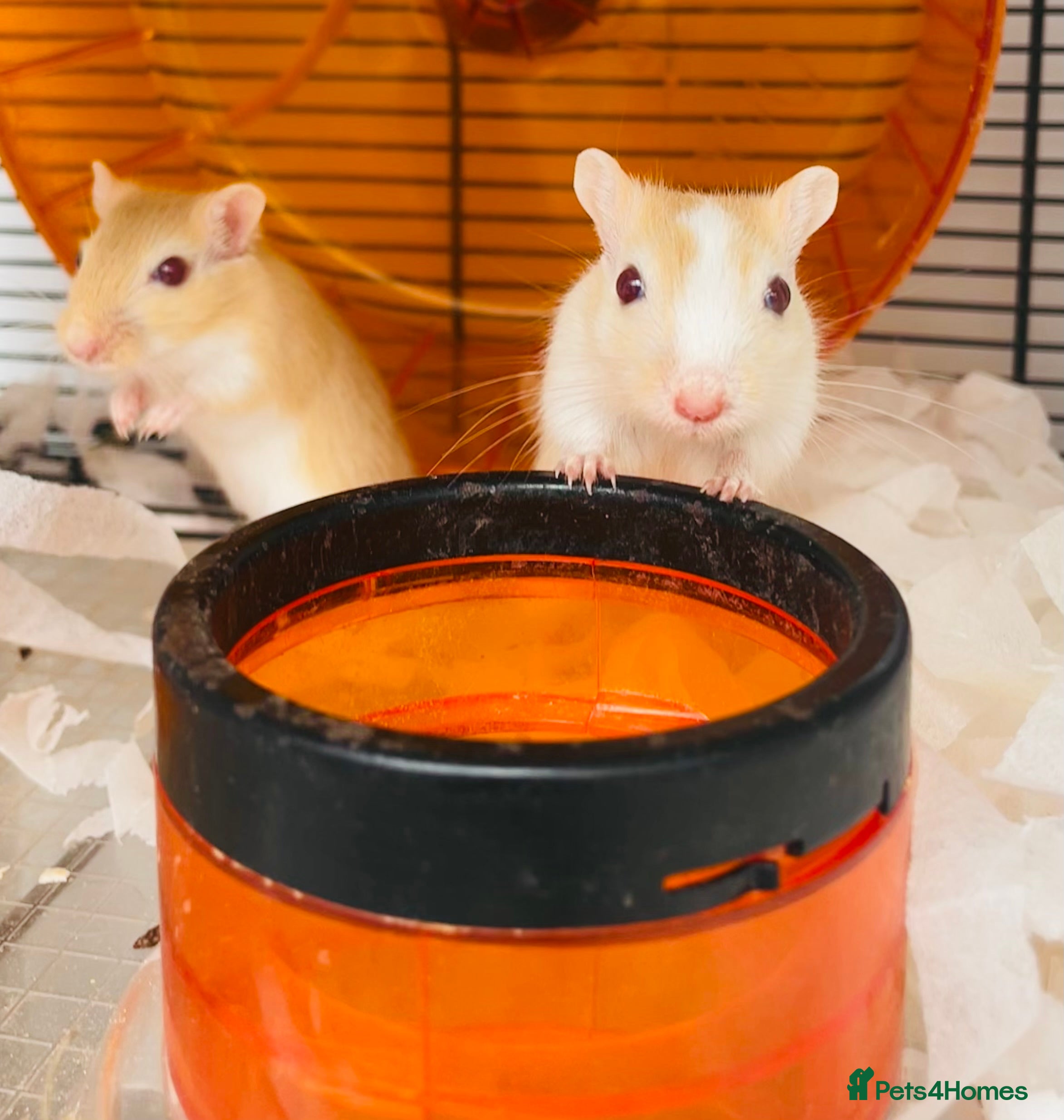 Gerbil rodents Baby Gerbils - Advert 2