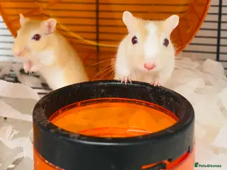 Gerbil rodents Baby Gerbils - Advert 2