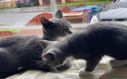 Siamese cats for sale: 3 female kittens  - Image 1