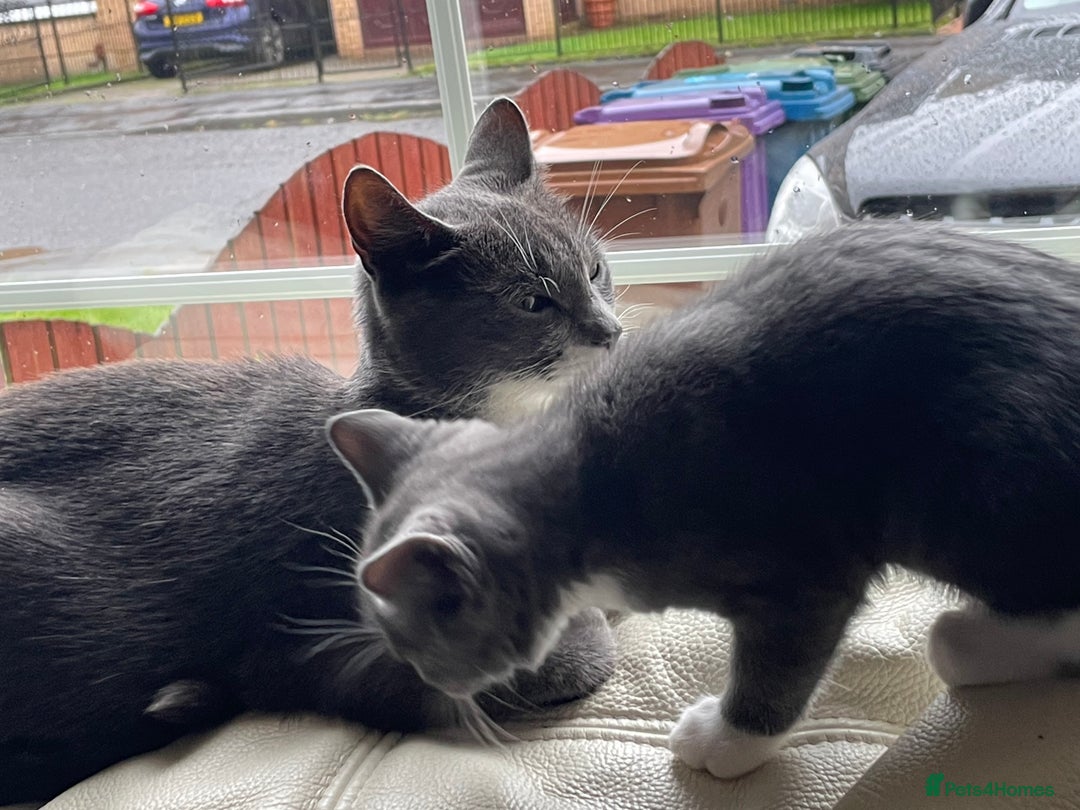 Siamese cats for sale: 3 female kittens  - Image 1