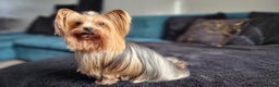 Yorkshire Terrier dogs for sale: 4 Lovely puppies  - Advert 3