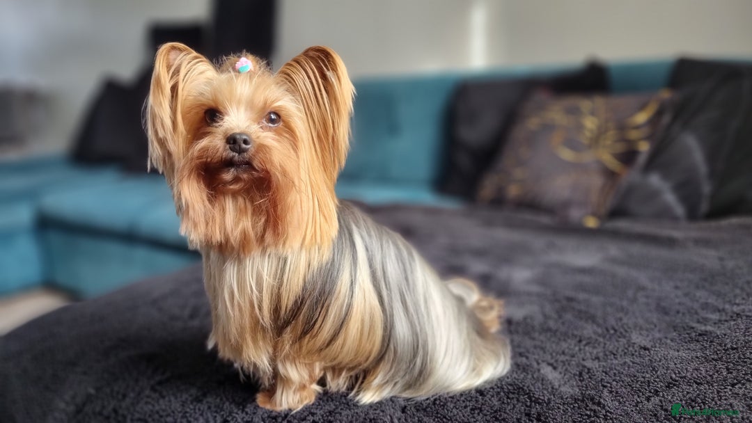 Yorkshire Terrier dogs for sale: 4 Lovely puppies  - Advert 3