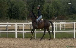 English Thoroughbred horses for sale: Super Sally by name and nature  - Image 7