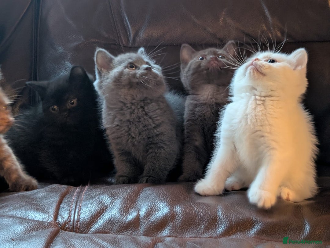 British Shorthair cats for sale: Adorable British Babies  - Advert 11