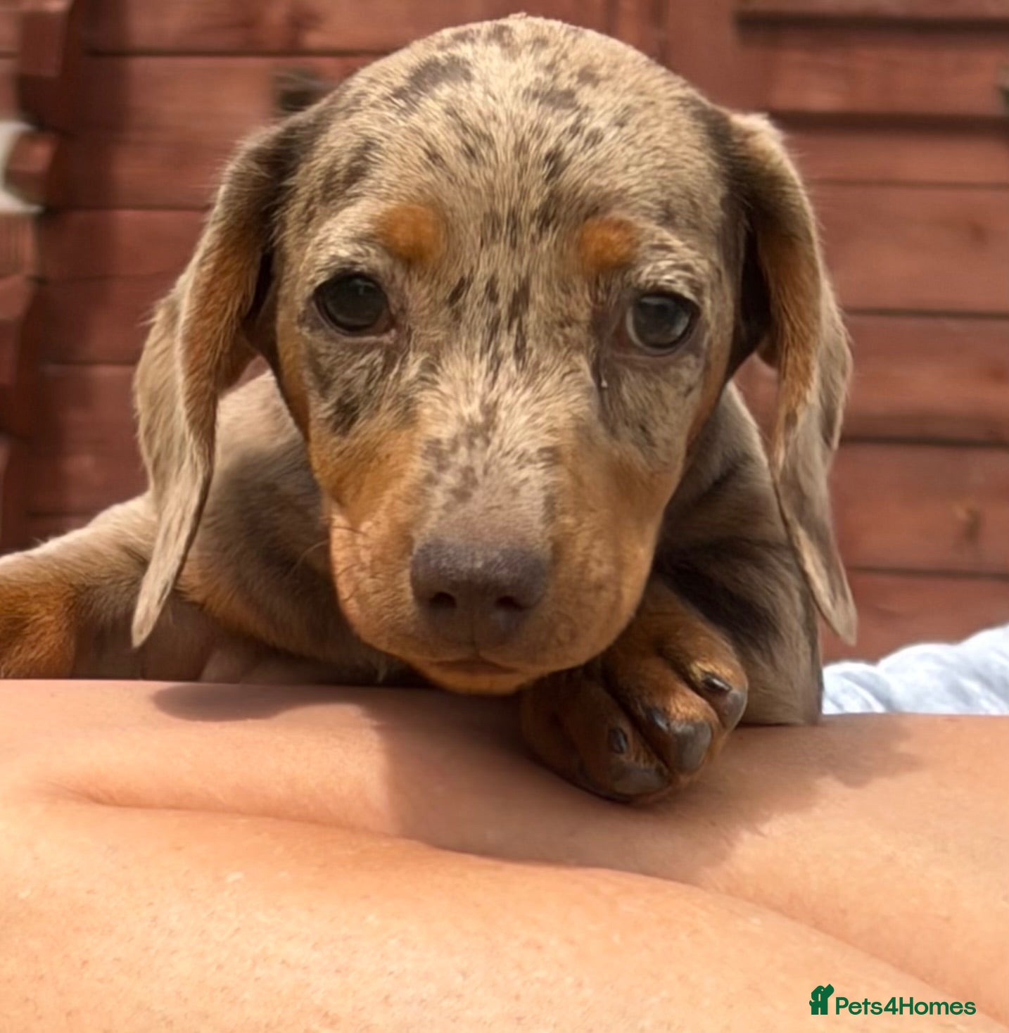 Dachshund dogs Dachshund puppies - Advert 3
