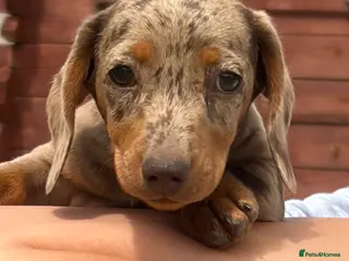 Dachshund dogs Dachshund puppies - Advert 18