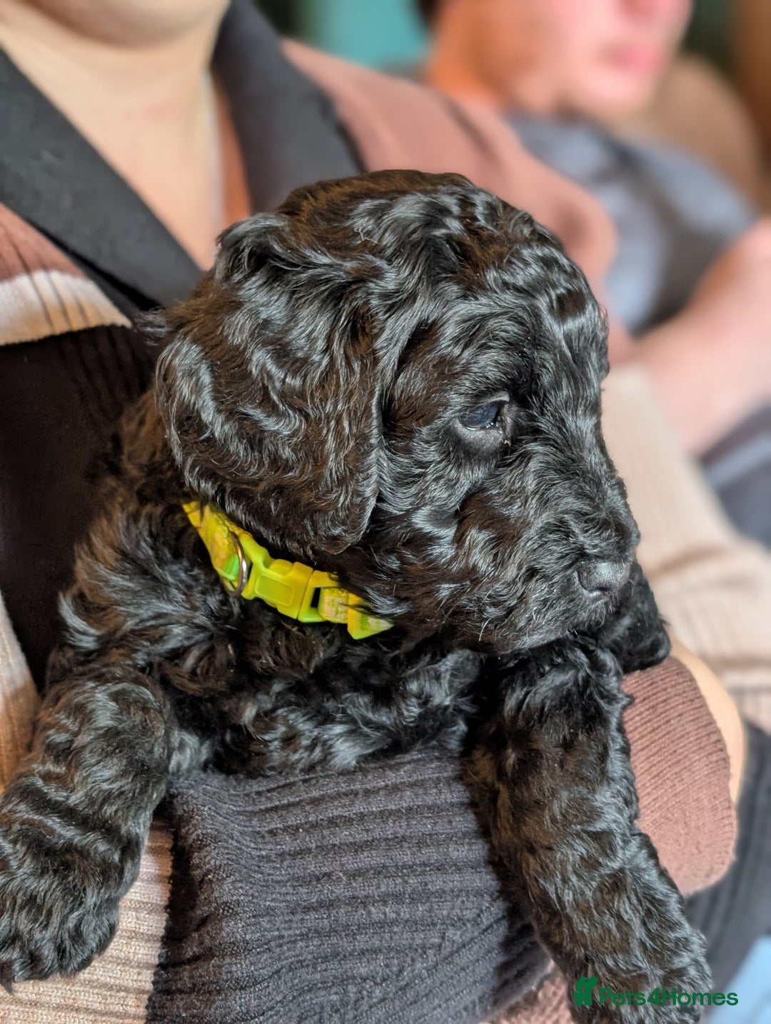 Goldendoodle dogs for sale: Golden doodle puppies for sale  - Image 2