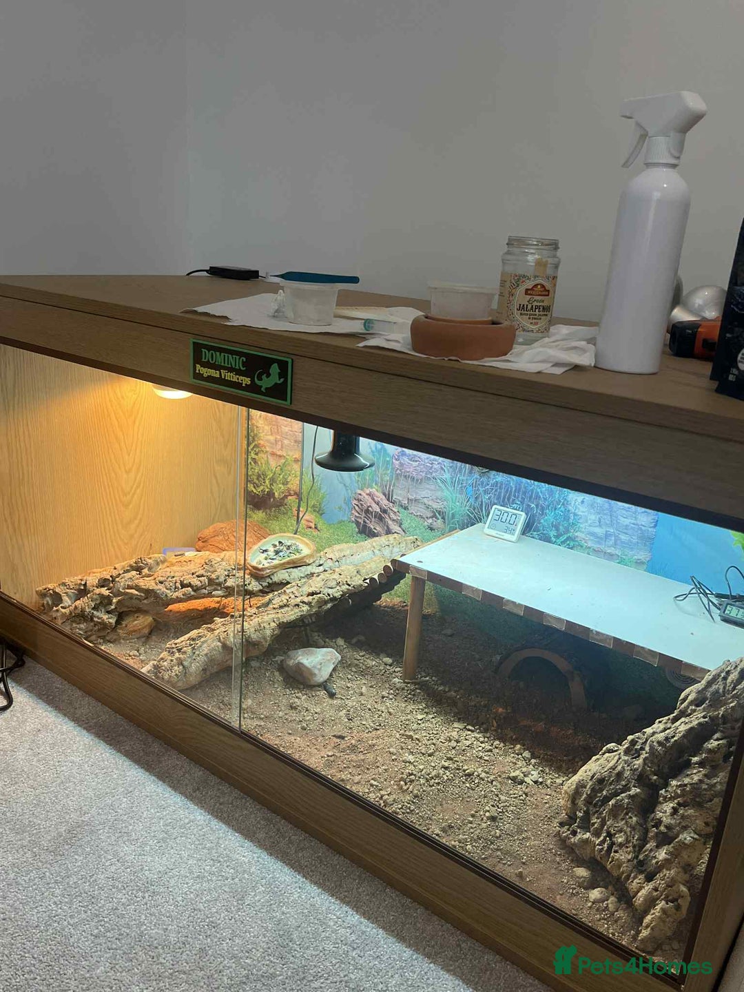 Dragon reptiles for sale: Genetic Stripe Bearded Dragon + FULL SETUP  - Advert 4