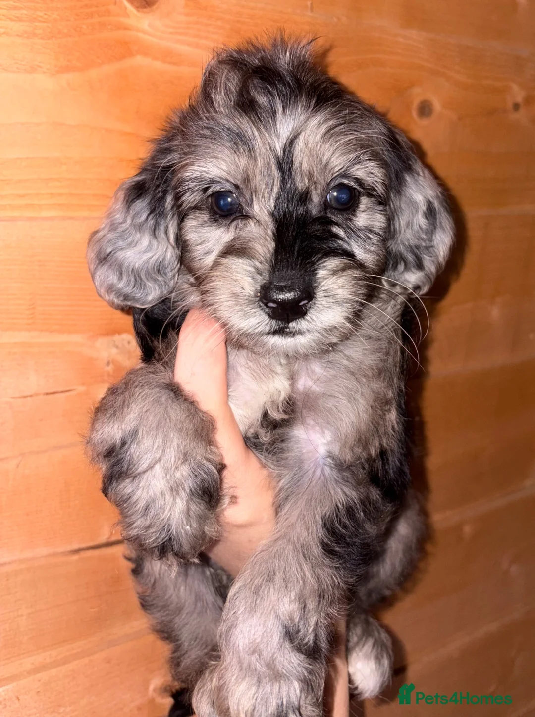 Cockapoo dogs for sale: Gorgeous cockapoo puppies  - Advert 1